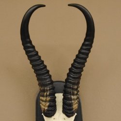 Springbock Antilope Trophäe Schädeltrophäe HL 36 cm auf Trophäenschild 88.6.103