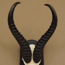 Springbock Antilope Trophäe Schädeltrophäe HL 35 cm auf Trophäenschild 88.6.104