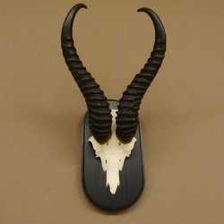 Springbock Antilope Trophäe Schädeltrophäe HL 35 cm auf Trophäenschild 88.6.104