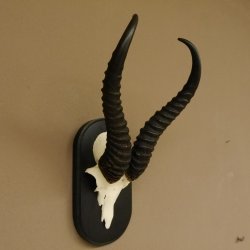 Springbock Antilope Trophäe Schädeltrophäe HL 35 cm auf Trophäenschild 88.6.104