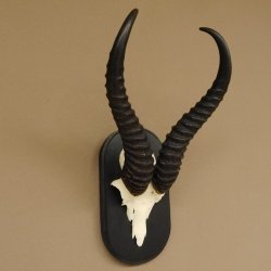 Springbock Antilope Trophäe Schädeltrophäe HL 35 cm auf Trophäenschild 88.6.104