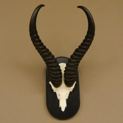 Springbock Antilope Trophäe Schädeltrophäe HL 35 cm auf Trophäenschild 88.6.104