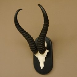 Springbock Antilope Trophäe Schädeltrophäe HL 35 cm auf Trophäenschild 88.6.104