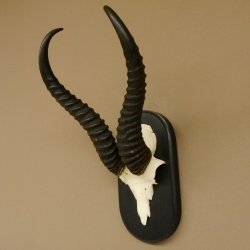 Springbock Antilope Trophäe Schädeltrophäe HL 35 cm auf Trophäenschild 88.6.104
