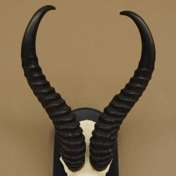 Springbock Antilope Trophäe Schädeltrophäe HL 35 cm auf Trophäenschild 88.6.104