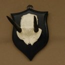 Steinböckchen Antilope Schädeltrophäe HL 9,2 cm Afrika Jagdtrophäe Trophäenschild