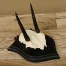 Steinböckchen Antilope Schädeltrophäe HL 9,2 cm Afrika Jagdtrophäe Trophäenschild