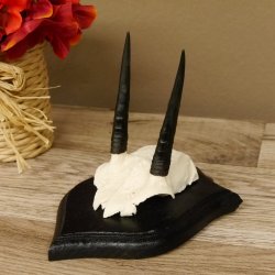 Steinböckchen Antilope Schädeltrophäe HL 9,2 cm Afrika Jagdtrophäe Trophäenschild