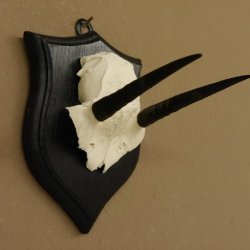 Steinböckchen Antilope Schädeltrophäe HL 9,2 cm Afrika Jagdtrophäe Trophäenschild