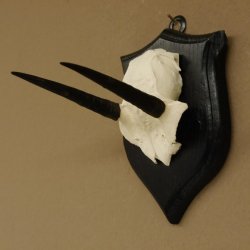 Steinböckchen Antilope Schädeltrophäe HL 9,2 cm Afrika Jagdtrophäe Trophäenschild