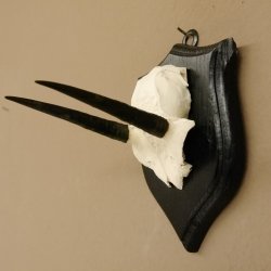 Steinböckchen Antilope Schädeltrophäe HL 9,2 cm Afrika Jagdtrophäe Trophäenschild