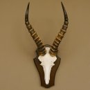 Blessbock (Damaliscus phillipsi) Antilope Afrika Schädeltrophäe HL 39 cm auf Trophäenschild 88.5.21