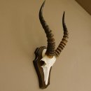 Blessbock (Damaliscus phillipsi) Antilope Afrika Schädeltrophäe HL 39 cm auf Trophäenschild 88.5.21