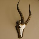 Blessbock (Damaliscus phillipsi) Antilope Afrika Schädeltrophäe HL 39 cm auf Trophäenschild 88.5.21