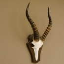 Blessbock (Damaliscus phillipsi) Antilope Afrika Schädeltrophäe HL 39 cm auf Trophäenschild 88.5.21