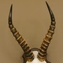 Blessbock (Damaliscus phillipsi) Antilope Afrika Schädeltrophäe HL 39 cm auf Trophäenschild 88.5.21