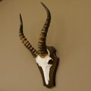 Blessbock (Damaliscus phillipsi) Antilope Afrika Schädeltrophäe HL 39 cm auf Trophäenschild 88.5.21