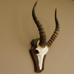 Blessbock (Damaliscus phillipsi) Antilope Afrika Schädeltrophäe HL 39 cm auf Trophäenschild 88.5.21