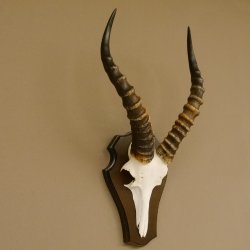Blessbock (Damaliscus phillipsi) Antilope Afrika Schädeltrophäe HL 39 cm auf Trophäenschild 88.5.21