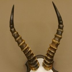 Blessbock (Damaliscus phillipsi) Antilope Afrika Schädeltrophäe HL 39 cm auf Trophäenschild 88.5.21