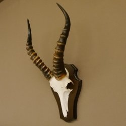 Blessbock (Damaliscus phillipsi) Antilope Afrika Schädeltrophäe HL 39 cm auf Trophäenschild 88.5.21