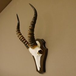 Blessbock (Damaliscus phillipsi) Antilope Afrika Schädeltrophäe HL 39 cm auf Trophäenschild 88.5.21