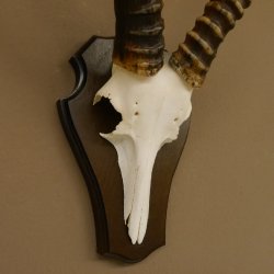 Blessbock (Damaliscus phillipsi) Antilope Afrika Schädeltrophäe HL 39 cm auf Trophäenschild 88.5.21