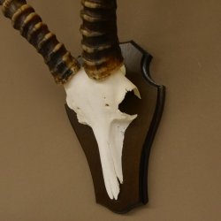 Blessbock (Damaliscus phillipsi) Antilope Afrika Schädeltrophäe HL 39 cm auf Trophäenschild 88.5.21