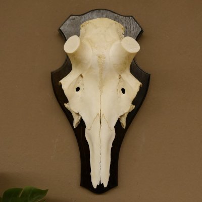 Rothirschschädel (ohne Geweih) AF 4,1 x 3,5 cm echter Schädel Skelette Kopf Trophäenschild