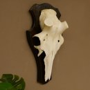 Rothirschschädel (ohne Geweih) AF 4,1 x 3,5 cm echter Schädel Skelette Kopf Trophäenschild