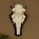 Rothirschschädel (ohne Geweih) AF 4,1 x 3,5 cm echter Schädel Skelette Kopf Trophäenschild
