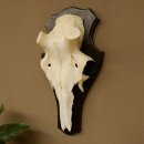 Rothirschschädel (ohne Geweih) AF 4,1 x 3,5 cm echter Schädel Skelette Kopf Trophäenschild