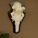 Rothirschschädel (ohne Geweih) AF 4,1 x 3,5 cm echter Schädel Skelette Kopf Trophäenschild