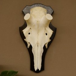 Rothirschschädel (ohne Geweih) AF 4,1 x 3,5 cm echter Schädel Skelette Kopf Trophäenschild