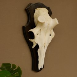 Rothirschschädel (ohne Geweih) AF 4,1 x 3,5 cm echter Schädel Skelette Kopf Trophäenschild
