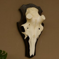 Rothirschschädel (ohne Geweih) AF 4,1 x 3,5 cm echter Schädel Skelette Kopf Trophäenschild