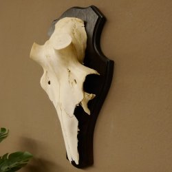 Rothirschschädel (ohne Geweih) AF 4,1 x 3,5 cm echter Schädel Skelette Kopf Trophäenschild