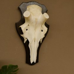 Rothirschschädel (ohne Geweih) AF 4,1 x 3,5 cm echter Schädel Skelette Kopf Trophäenschild