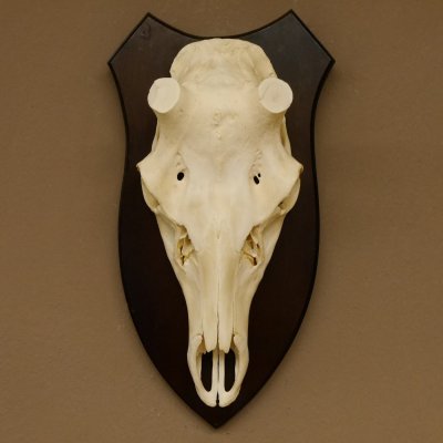 Rothirschschädel (ohne Geweih) AF 4 x 3,7 cm echter Schädel Skelette Kopf Trophäenschild