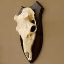 Rothirschschädel (ohne Geweih) AF 4 x 3,7 cm echter Schädel Skelette Kopf Trophäenschild