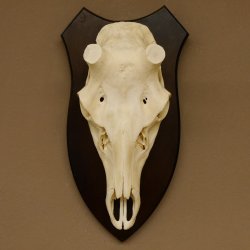Rothirschschädel (ohne Geweih) AF 4 x 3,7 cm echter Schädel Skelette Kopf Trophäenschild