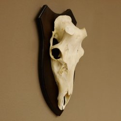 Rothirschschädel (ohne Geweih) AF 4 x 3,7 cm echter Schädel Skelette Kopf Trophäenschild