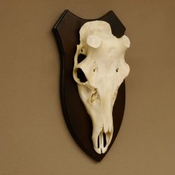 Rothirschschädel (ohne Geweih) AF 4 x 3,7 cm echter Schädel Skelette Kopf Trophäenschild