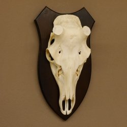 Rothirschschädel (ohne Geweih) AF 4 x 3,7 cm echter Schädel Skelette Kopf Trophäenschild