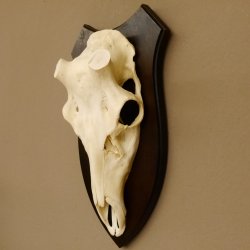 Rothirschschädel (ohne Geweih) AF 4 x 3,7 cm echter Schädel Skelette Kopf Trophäenschild