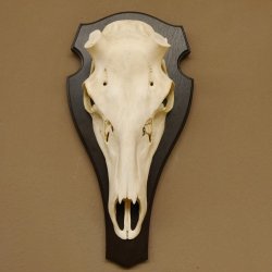 Rothirschschädel (ohne Geweih) AF 4,2 x 4 cm echter Schädel Skelette Kopf Trophäenschild