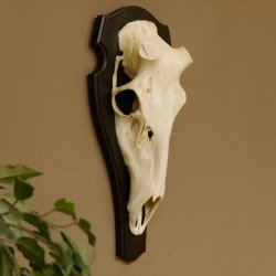 Rothirschschädel (ohne Geweih) AF 4,2 x 4 cm echter Schädel Skelette Kopf Trophäenschild