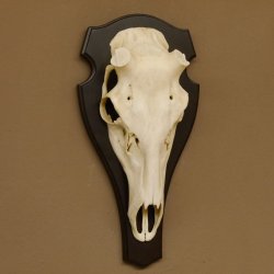 Rothirschschädel (ohne Geweih) AF 4,2 x 4 cm echter Schädel Skelette Kopf Trophäenschild