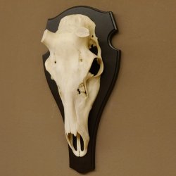Rothirschschädel (ohne Geweih) AF 4,2 x 4 cm echter Schädel Skelette Kopf Trophäenschild