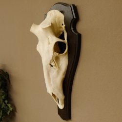Rothirschschädel (ohne Geweih) AF 4,2 x 4 cm echter Schädel Skelette Kopf Trophäenschild